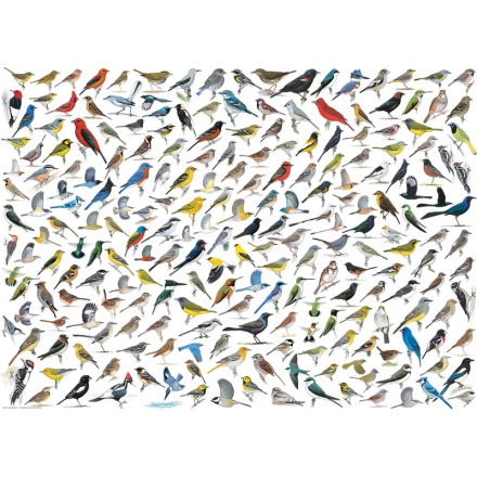 EUROGRAPHICS Puzzle Svět ptáků 1000 dílků 123537