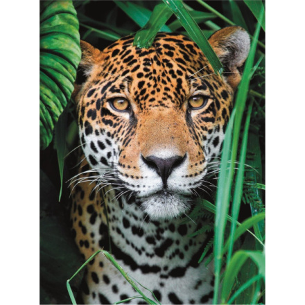 CLEMENTONI Puzzle Jaguár v džungli 500 dílků 146819