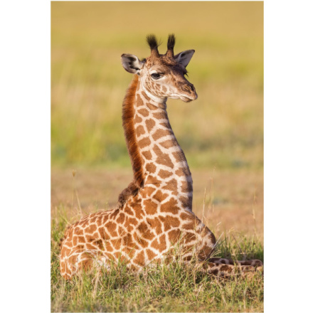 DINO Puzzle Zvířátka - Žirafa 54 dílků 150907