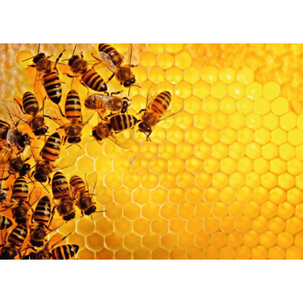 RAVENSBURGER Puzzle Challenge: Včely na medové plástvi 1000 dílků 151467