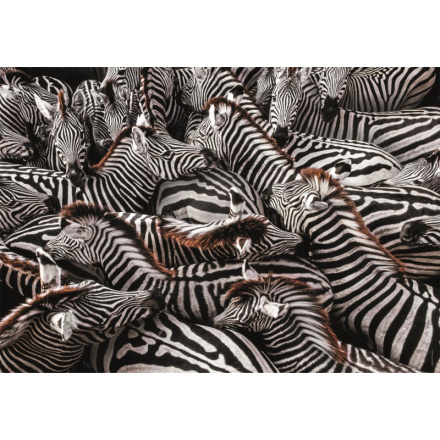 CLEMENTONI Puzzle National Geographic: Zebry v ohradě 1000 dílků 155590