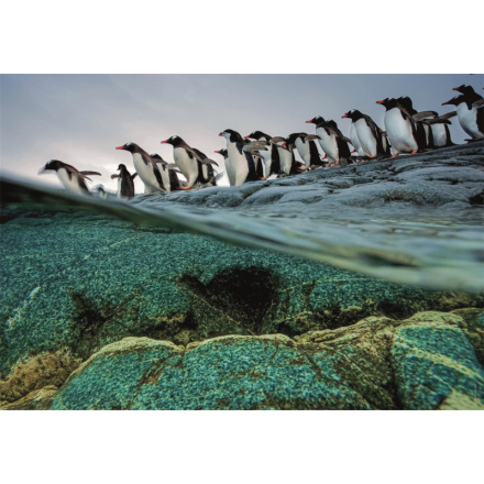 CLEMENTONI Puzzle National Geographic: Tučňáci gentoo se hromadně vrhají do moře 1000 dílků 155591