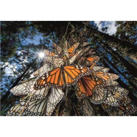 CLEMENTONI Puzzle National Geographic: Miliony motýlů monarchů cestují do zimovišť v Mexiku 1000 dílků 155594
