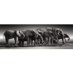 CLEMENTONI Panoramatické puzzle Stádo slonů 1000 dílků 158292